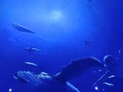 -海合安成都极地海洋公园