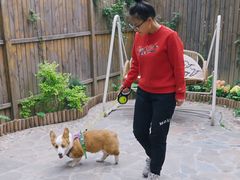 -多乐狗狗宠物训练工作室