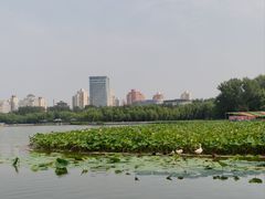 -莲花池公园
