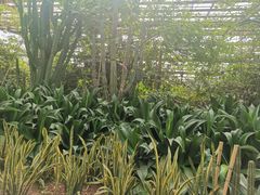 -呀路古热带植物园