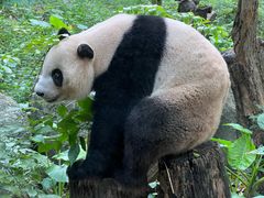 -广州长隆野生动物世界