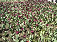 -长春公园(普阳街道)