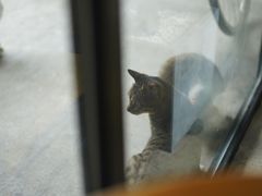 -猫里有甜