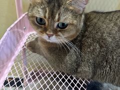 -藏猫猫咖啡主题馆(中央大道店)