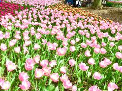 -上海鲜花港
