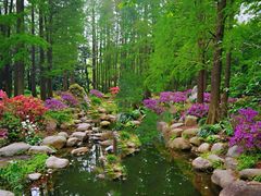 -上海共青森林公园