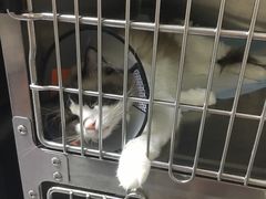 -艾贝尔宠物医院·24H转诊中心·肿瘤猫专科(江宁双龙店)