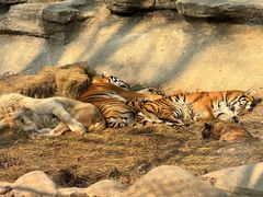 -北京野生动物园