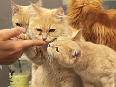 -楼上猫咖(罗湖店)