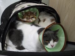 -乐派堂宠物医院·猫友好· 心脏科(东街店)