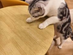 -有喵·猫咖·狗咖·30几只猫10只小狗(岗厦店)