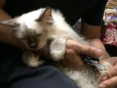 -猫色咖啡·猫咖