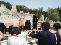 -东方熊牧场