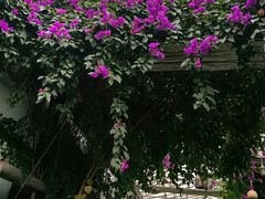-呀路古热带植物园