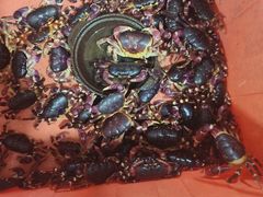 -岛中岛·海鲜大排档·万宁老字号(东澳店)