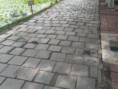 -白渔泡湿地公园