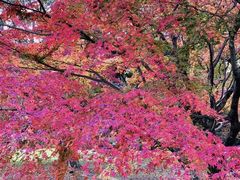 -京都御所
