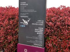 -琴岛之星摩天轮