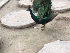 -河北村民俗体验园