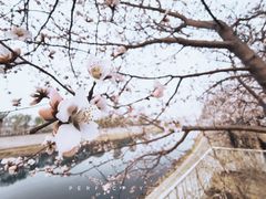 -桃花堤公园