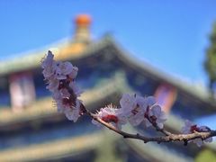 -北京鹫峰国家森林公园