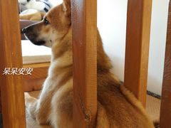-豆柴町-柴犬主题狗咖(红鼎国际C座店)