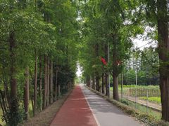 -上海长兴岛郊野公园