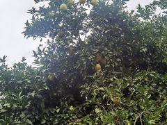 -花洲书院