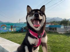 -趣玩宠物乐园寄养训犬训狗游泳池