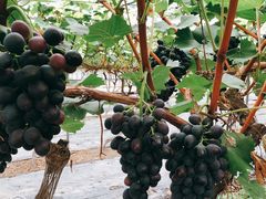 -金谷域澳洲庄园