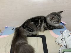 -狗不理喵子(百富路店)