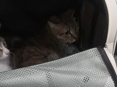 -瑞派罗医生宠物诊所(古镇分所)