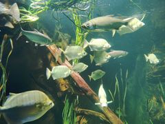 -悉尼海洋生物水族馆