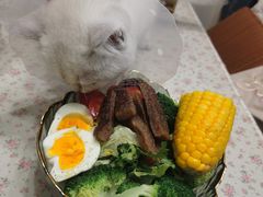 -天使宠物医院·犬猫分诊(彩虹店)