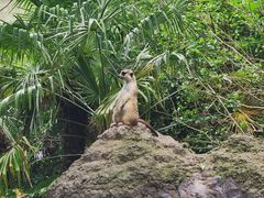 -上海野生动物园