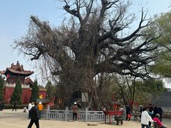 -大槐树寻根祭祖园