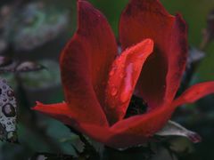 -人民公园(罗湖区)