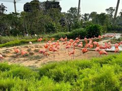 -新加坡飞禽公园