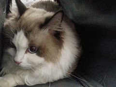 -美美宠物诊疗中心·异宠·骨科(滨江东信分院)