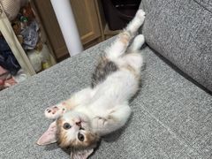-美联众合动物医院·24h京西诊疗中心
