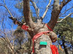 -富平县金粟山森林公园