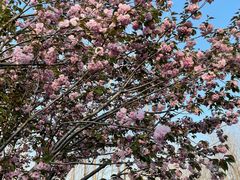 -合肥滨湖国家森林公园