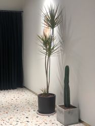 -A梦造型