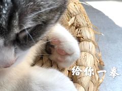 -猫儿山۰猫主题餐厅