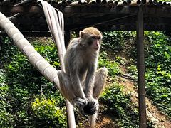 -西双版纳原始森林公园