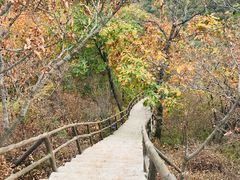 -天女山森林公园
