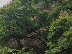 -北京鹫峰国家森林公园