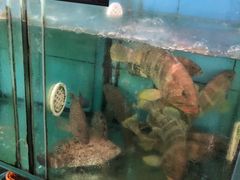 水产区-双月饭店·20年老字号(新村店)