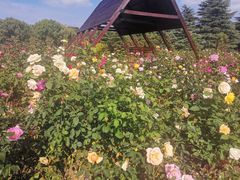 -滨江森林公园-真人CS野战场