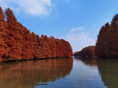 -上海海湾国家森林公园